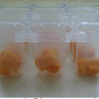芒果酸奶沙冰,先将芒果丁放入冰棍模里。每个模具里放两三个即可。