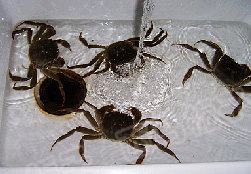 清蒸大闸蟹 ,把大闸蟹放在清水里洗净