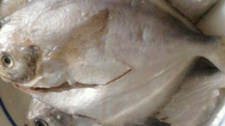 红烧鲳鱼,收拾干净在表面均匀抹2汤勺盐腌制1小时以上。