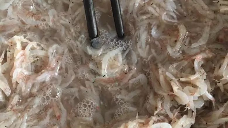 烙虾饼【超级补钙的家常菜品】,过水，因为新鲜的毛虾极易吸水，所以过水的时候要麻利速度快哈