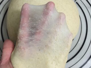 全麦老式面包 中种法,揉好的面团呈现完全阶段，手套膜清晰
