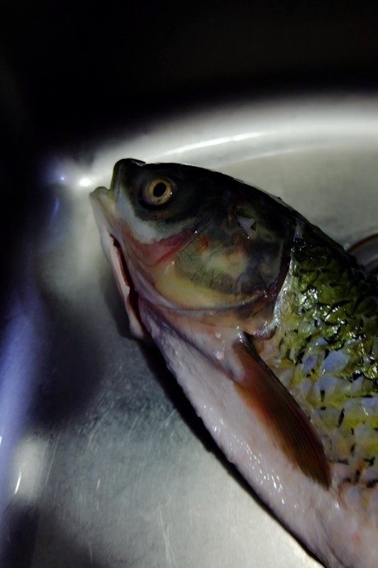 红烧糖醋鱼,买回的鱼用流动清水冲洗干净血水，去掉腹部黑膜