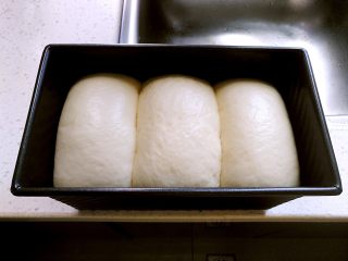 中种北海道吐司,放入烤箱发酵至8分满