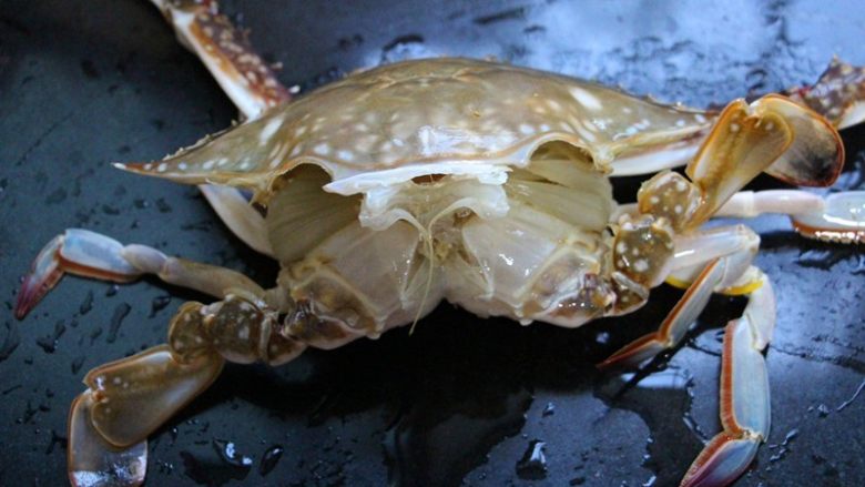 坤博砂锅海鲜粥,从背部打开壳。