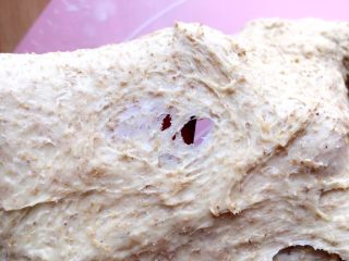 全麦面包,面团移到砧板上开始揉面
揉到抻开面团拉出有破洞的薄膜
(揉面大约15分钟左右)