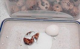 虎皮鹌鹑蛋红烧肉,打开盒盖，这个时候再剥，鹌鹑蛋壳就能又快又好的给剥掉了，而且一点都不会伤到蛋白