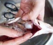 鱼的清理,鱼腹内的那层黑膜一定要用手完全的搓干净