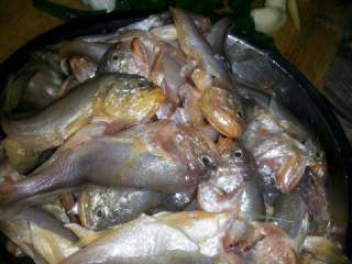红烧小黄鱼,将小黄鱼去除内脏与鳃洗净备用，大葱切成段，姜蒜切片。