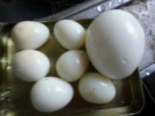 小鸡仔便当,材料:因为省时间将所有煮熟后再拍的、鹌鹑蛋与鸡蛋熟的。