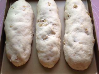 核桃葡萄干欧包,放入烤盘，在温暖湿润处进行最后发酵至两倍大