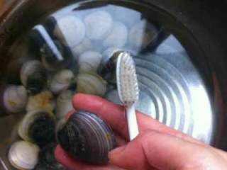 文蛤蒸蛋,文蛤放入水里浸泡一会儿， 用牙刷把外壳刷干净