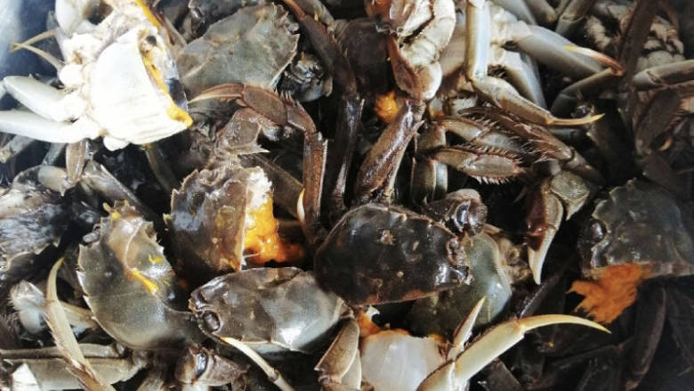 家常炒螃蟹,螃蟹比较小的话直接对半切开就好，最好是把壳打开，去掉特别脏的地方。