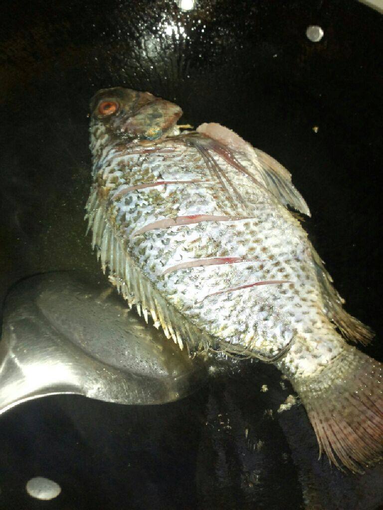 双椒福寿鱼,锅加油烧热  把鱼放入煎