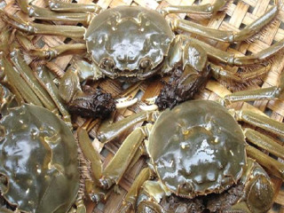 家常炒螃蟹,河蟹特别肥的时候无论炒着吃还是煮着吃都特别美味。